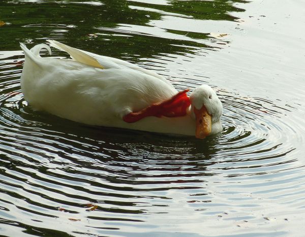 in the pond